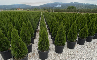 thuja occidentalis smaragd